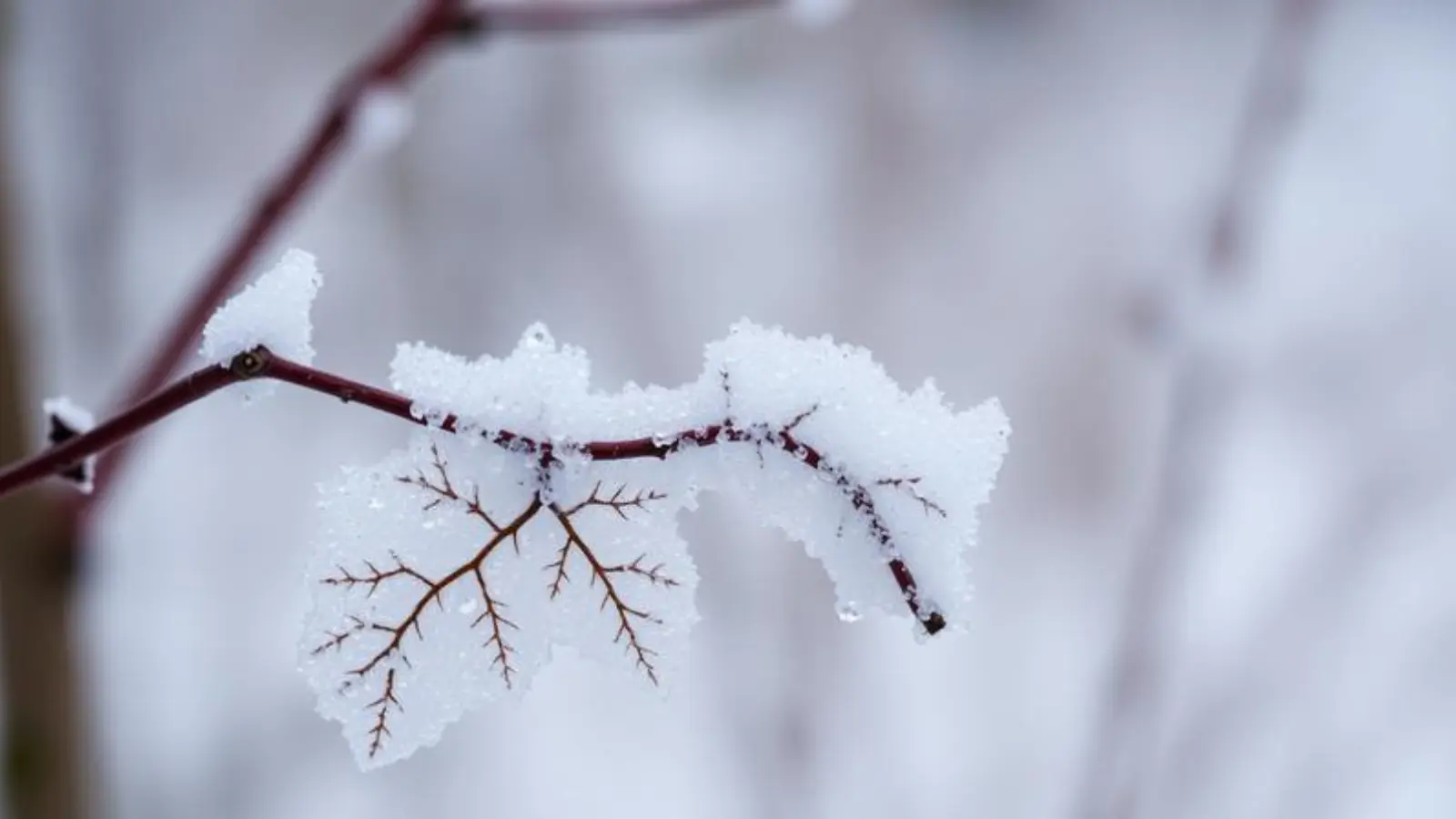 cold synonym